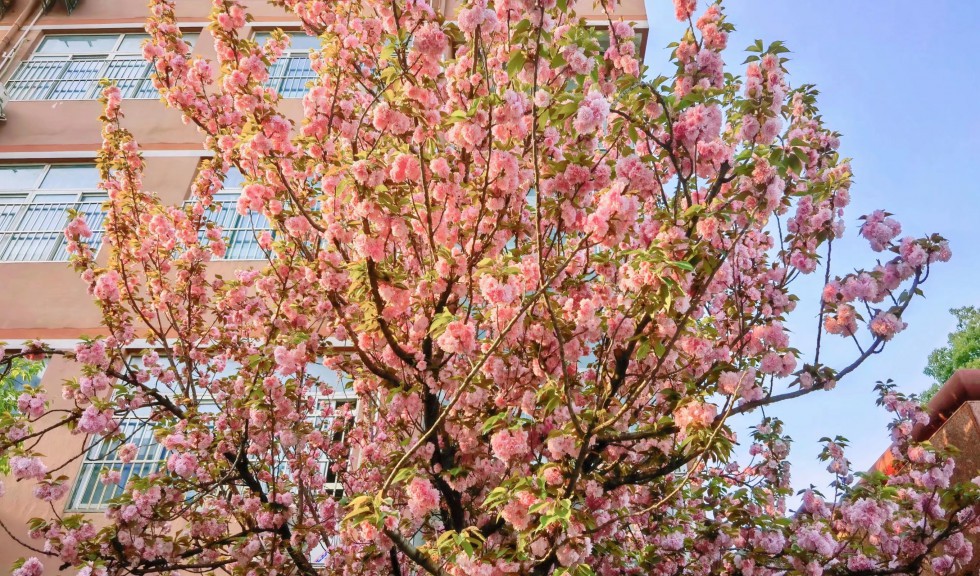 櫻花盛開(kāi).jpg
